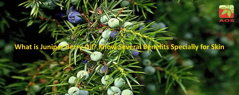 Juniper Berry Oil Benefits for Skin