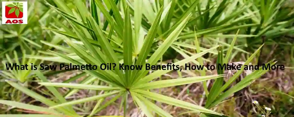 All About Saw Palmetto Oil